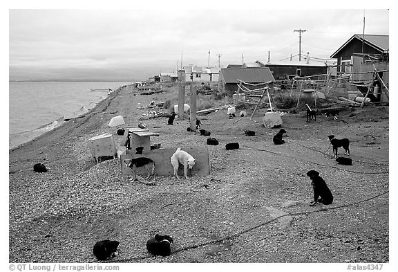 Mushing dogs. Kotzebue, North Western Alaska, USA (black and white)