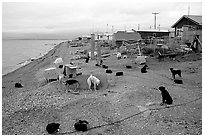 Mushing dogs. Kotzebue, North Western Alaska, USA (black and white)