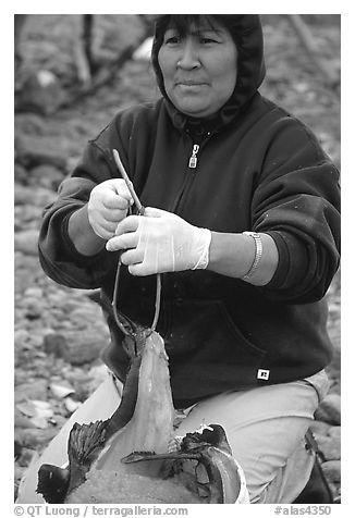 Inupiaq Eskimo woman getting fish ready to hang for drying, Ambler. North Western Alaska, USA (black and white)