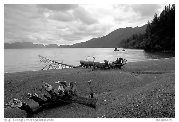 Beach and Resurection Bay at Lowell Point. Seward, Alaska, USA (black and white)