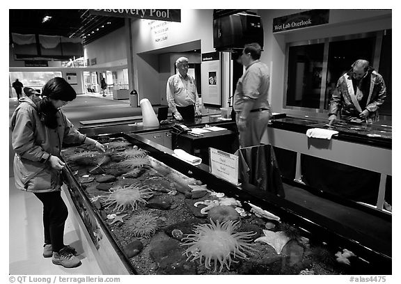 Tourist checks tidepool exhibit, Alaska Sealife center. Seward, Alaska, USA