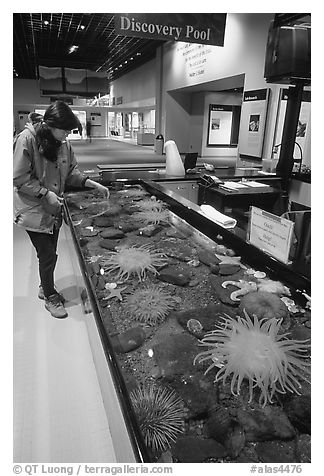 Tourist checks tidepool exhibit, Alaska Sealife center. Seward, Alaska, USA