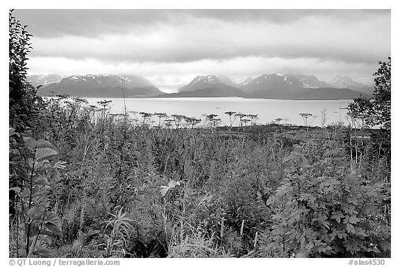 Ketchemak Bay and Kenai Mountains with a foreground of autunm grasses. Homer, Alaska, USA (black and white)