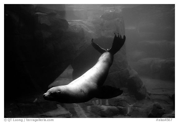 Northern Sea Lion, Alaska Sealife center. Seward, Alaska, USA (black and white)