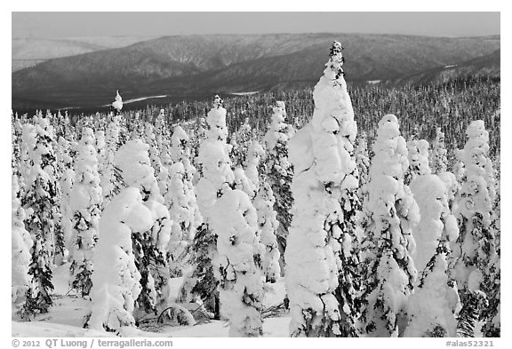 Trees plastered in snow. Alaska, USA (black and white)