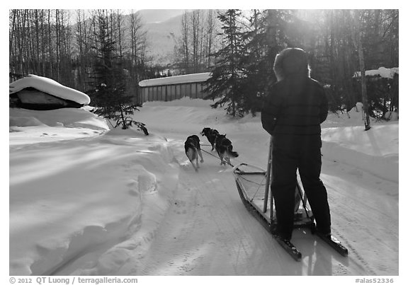 Dog sledding through village. Wiseman, Alaska, USA (black and white)