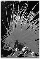 Detail of prize-winning porcupine ice sculpture, 2012 Ice Alaska. Fairbanks, Alaska, USA (black and white)
