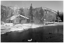 Cabins with swans and ducks in winter. Chena Hot Springs, Alaska, USA ( black and white)