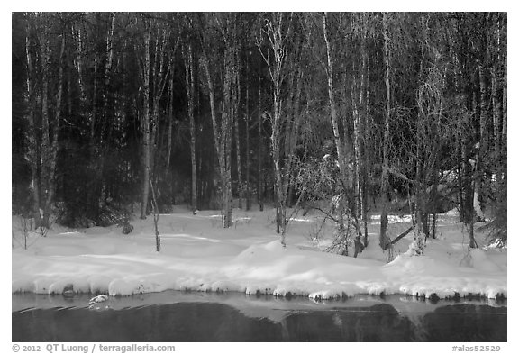 Stream and forest in winter. Chena Hot Springs, Alaska, USA