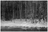 Stream and forest in winter. Chena Hot Springs, Alaska, USA ( black and white)