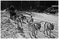 Recreational dog mushing. Chena Hot Springs, Alaska, USA ( black and white)