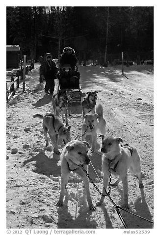 Huskies dogs and sled. Chena Hot Springs, Alaska, USA (black and white)