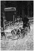 Recreational dog sledding. Chena Hot Springs, Alaska, USA ( black and white)