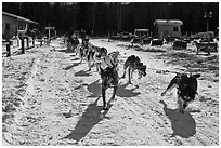 Sleg dog team pulling hard. Chena Hot Springs, Alaska, USA (black and white)