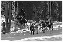 Musher and passengers pulled by dog team. Chena Hot Springs, Alaska, USA ( black and white)