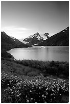 Wildflowers and Portage Lake at dusk. Alaska, USA (black and white)
