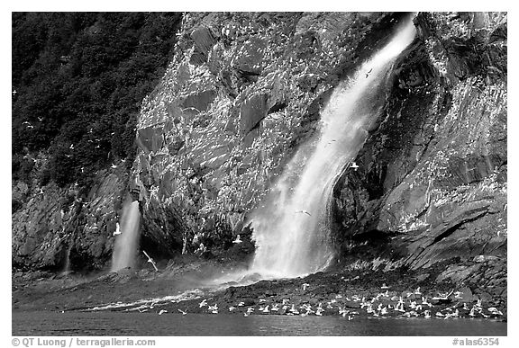 Waterfall and Seabirds. Prince William Sound, Alaska, USA (black and white)