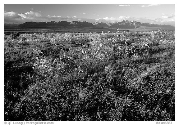 Tundra and mountains at sunset. Alaska, USA (black and white)