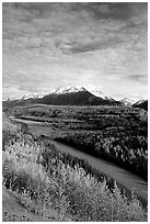 Autumn Aspens and Chugach range, late afternoon. Alaska, USA ( black and white)