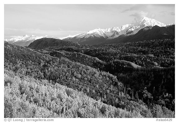 Aspens in fall colors and Chugach mountain, late afternoons. Glenn Highway, Central Alaska, USA (black and white)