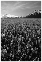 Lupine patch and mountains near Portage. Alaska, USA ( black and white)