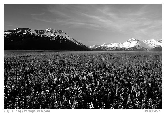 Lupine and snowy mountains near Portage. Alaska, USA (black and white)