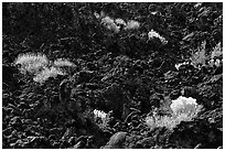 Sage and black lava, Lava Beds National Monument. California, USA (black and white)
