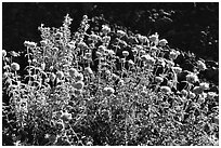 Flowers,  Lava Beds National Monument. California, USA (black and white)
