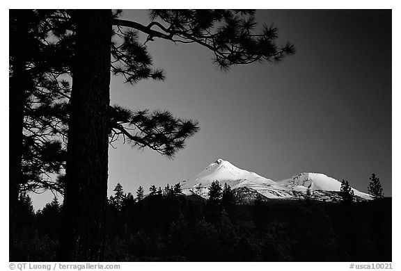 Pines and Mt Shasta seen from the North, sunset. California, USA (black and white)