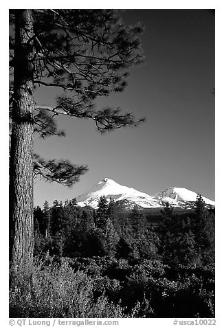 Pines and Mt Shasta seen from the North, late afteroon. California, USA