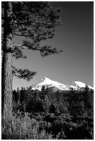 Pines and Mt Shasta seen from the North, late afteroon. California, USA (black and white)