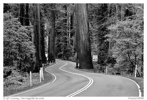 Curving road in redwood forest, Richardson Grove State Park. California, USA (black and white)