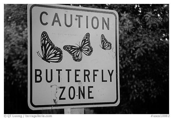 Monarch Butterfly sign. Pacific Grove, California, USA (black and white)
