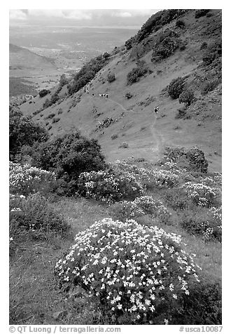Bright yellow flowers and hikers in the background, Mt Diablo State Park. California, USA (black and white)