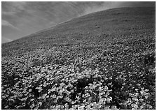 California Poppies, purple flowers,  and hill. California, USA ( black and white)