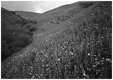 Lupine, Gorman Hills. California, USA ( black and white)