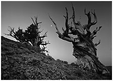 Old Bristlecone Pine trees and moon at sunset, Discovery Trail, Schulman Grove. California, USA (black and white)