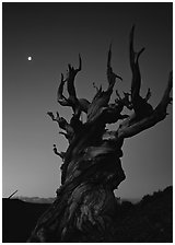 Gnarled Bristlecone Pine tree and moon at sunset, Schulman Grove. California, USA (black and white)