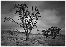 Joshua Trees. California, USA ( black and white)