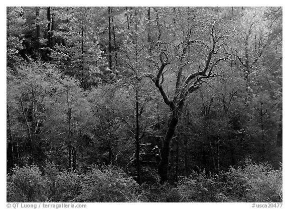 Bare trees with frost. California, USA (black and white)