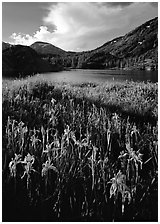 Irises and lake. California, USA ( black and white)