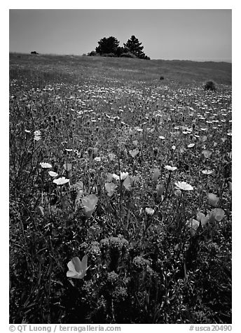 Meadows covered with wildflowers in the spring, Russian Ridge Open Space Preserve. Palo Alto,  California, USA (black and white)