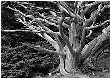 Dead tree. Point Lobos State Preserve, California, USA (black and white)