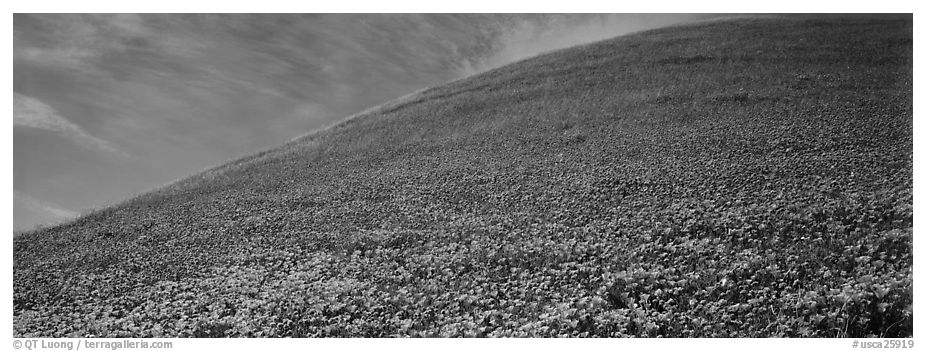 Hill covered with California poppies. Antelope Valley, California, USA (black and white)