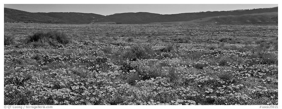 Valley flat covered with California poppies. Antelope Valley, California, USA (black and white)