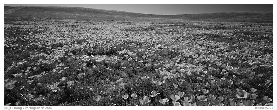 Spring landscape with California poppy flower carpet. Antelope Valley, California, USA (black and white)