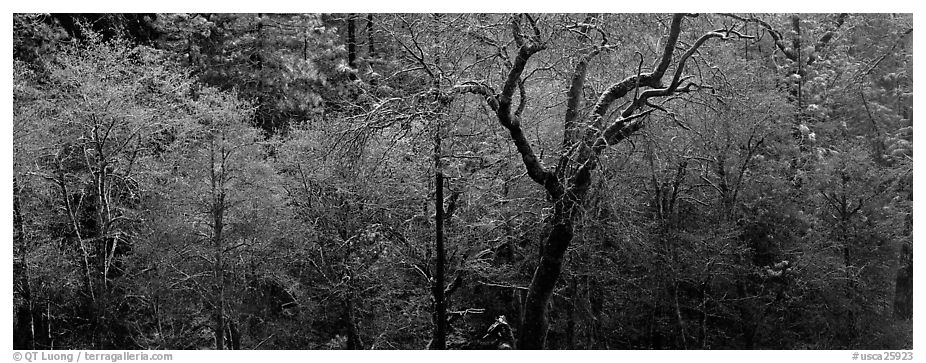 Bare trees in winter. California, USA (black and white)