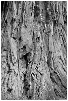 Detail of redwood tree bark. Big Basin Redwoods State Park,  California, USA (black and white)