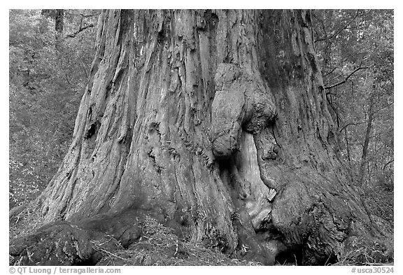 Base of redwood tree named Father of the Forest. Big Basin Redwoods State Park,  California, USA