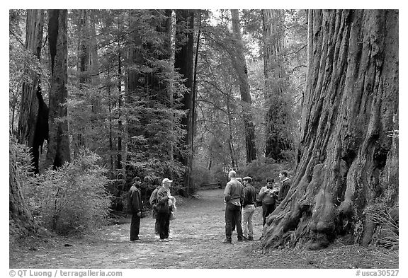 Tourists amongst redwood trees. Big Basin Redwoods State Park,  California, USA (black and white)